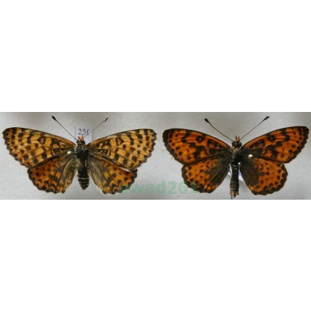 Melitaea didyma (Esper, 1778) pair Przeplatka didyma Poland25f